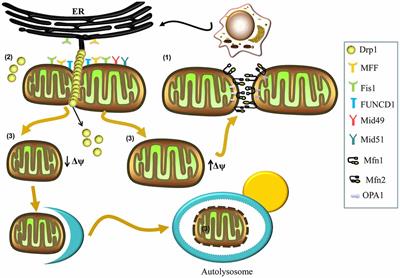 Modulation of Mitochondrial Dynamics in Neurodegenerative Diseases: An Insight Into Prion Diseases